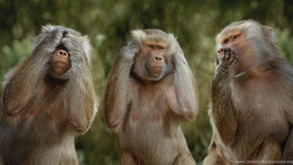 Monkey Wallpapers