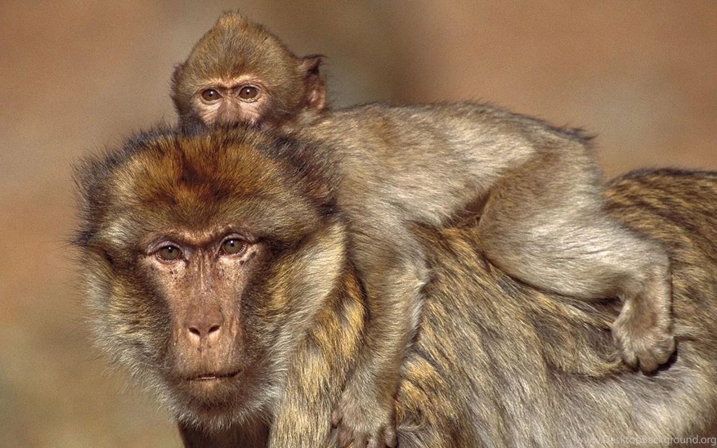 Monkey Live Wallpapers Android Apps On Google Play