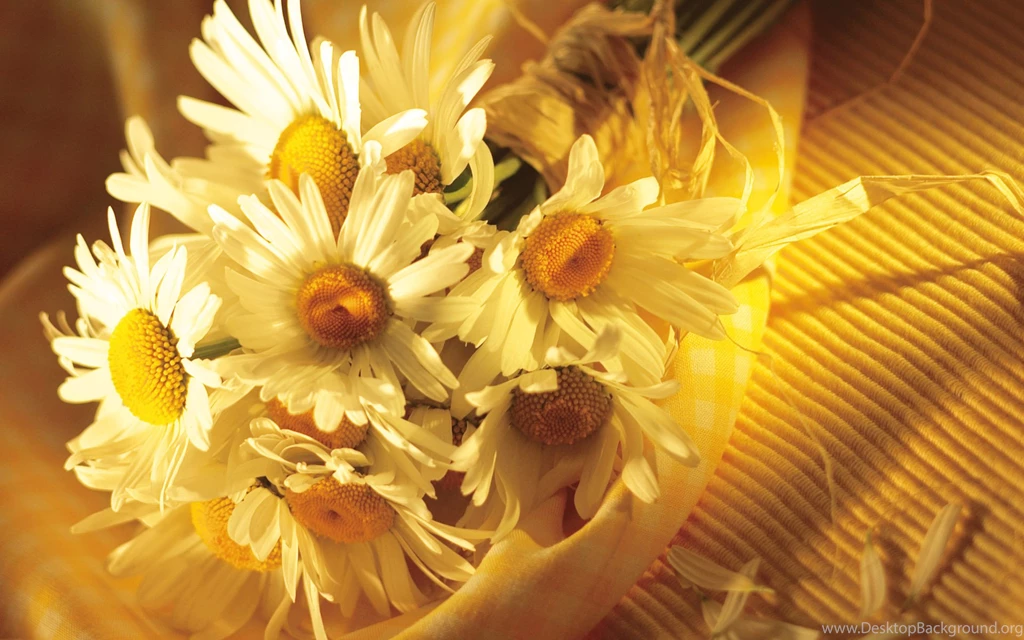 1280x1024 Black White Flower Desktop PC And Mac Wallpapers