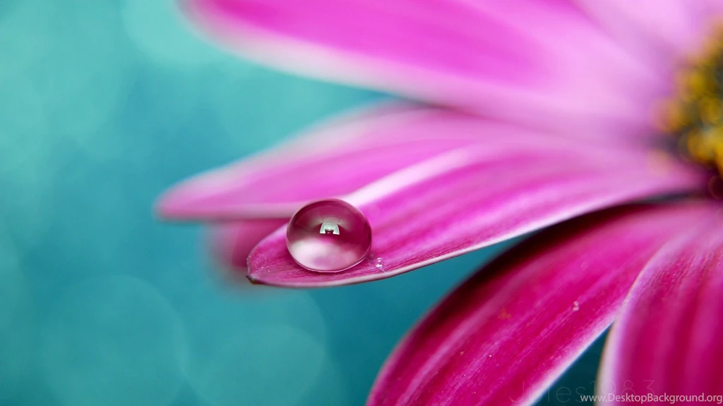 High Resolution Colorful Flower Desktop Wallpapers HD 13 Full Size ...