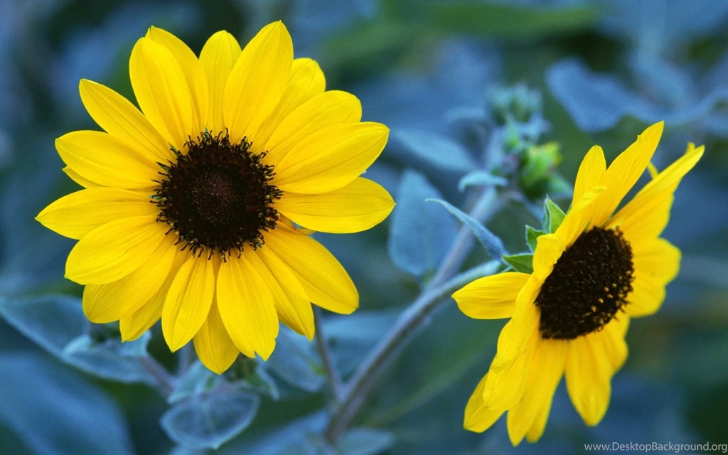 Sun Flower Growing In The Sun