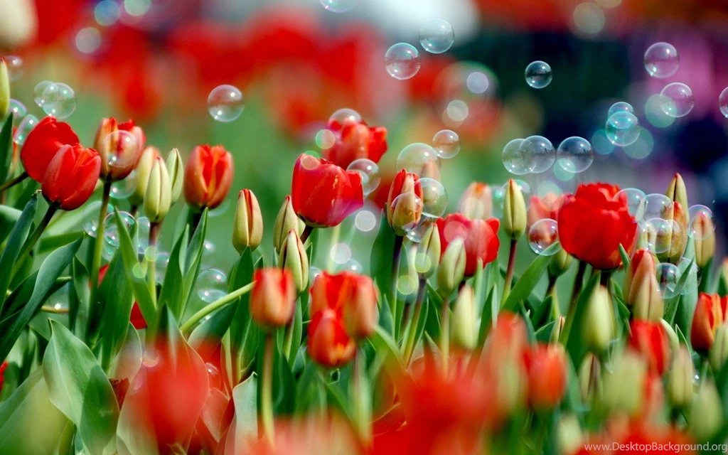 Flowers Wallpapers For Desktop Full Size