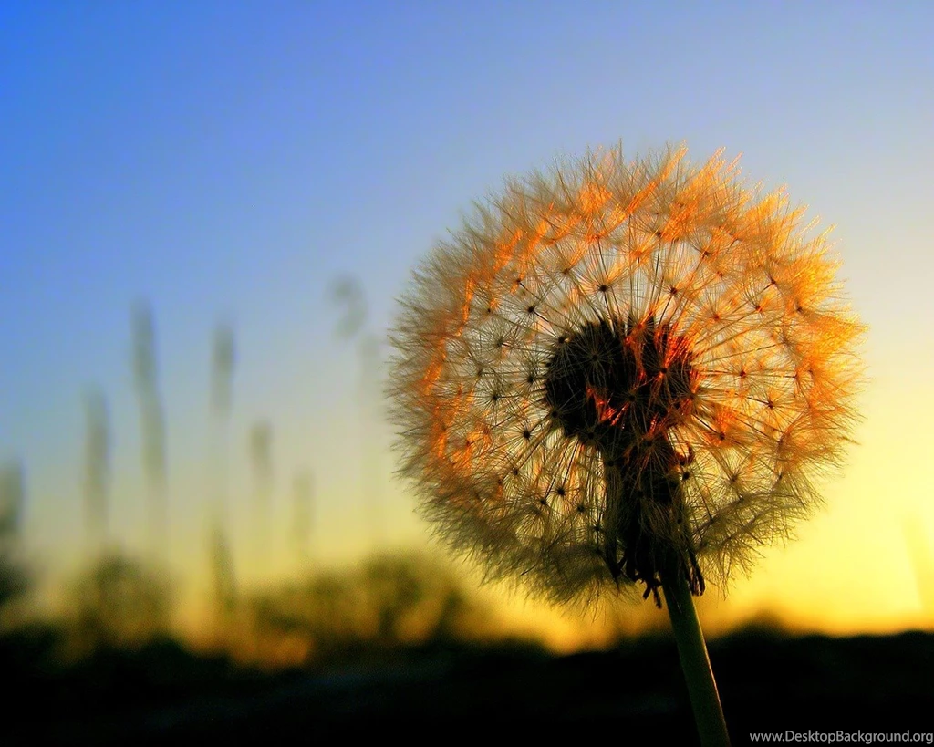 Dandelion Flower Desktop Wallpapers