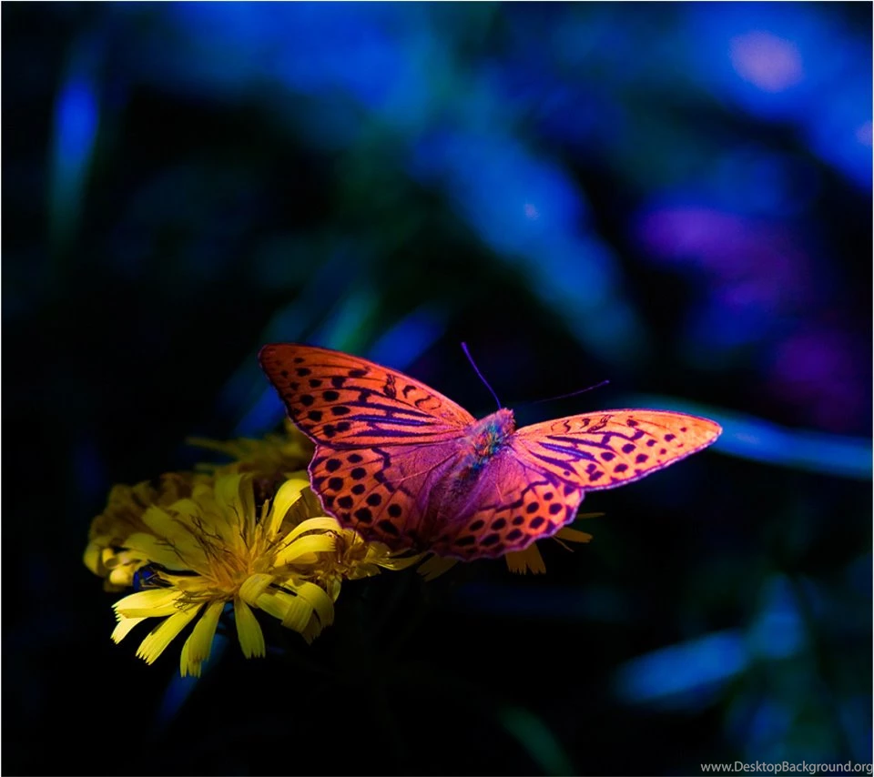 Cute Flower Iphone 4 Wallpapers Free 640x960 Hd Apple Iphone ...