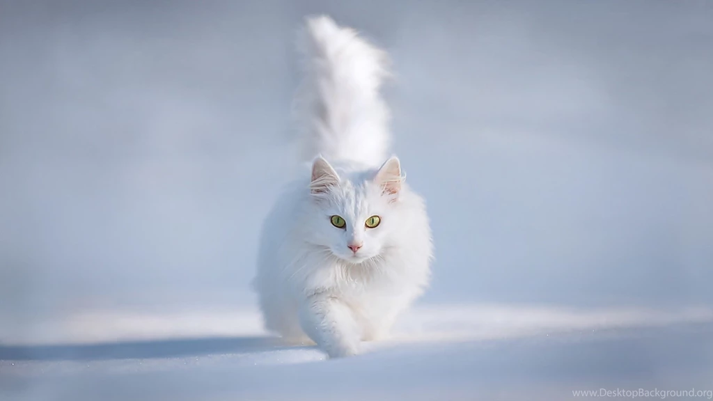 Persian Cat – Daily Backgrounds In HD