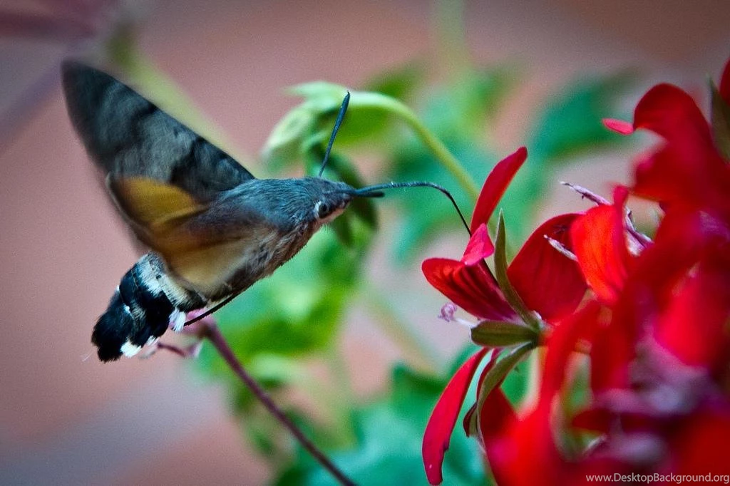 Beautiful Birds HD Wallpapers Android Apps On Google Play