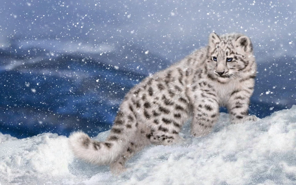 Leopard Cat In A Snow Storm Wallpapers By JennyMari ...