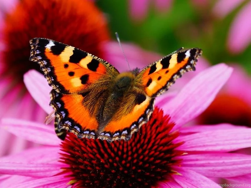 Beautiful Butterfly Wallpapers Android Apps On Google Play