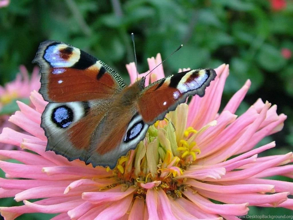 7art Butterfly Screensaver. Slideshow Screensaver With Butterfly ...