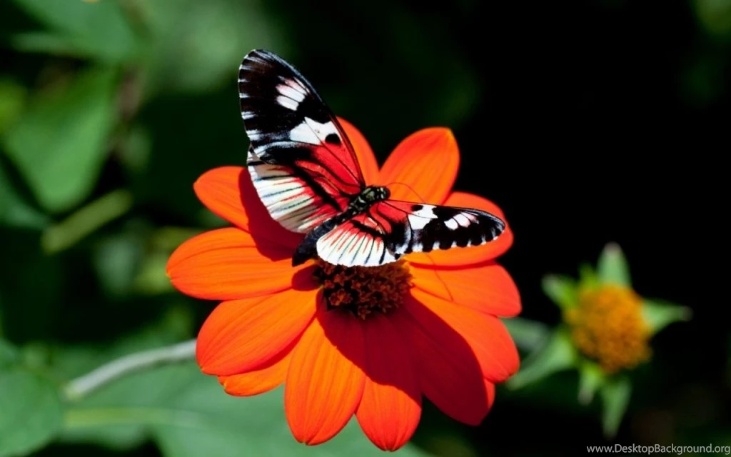 Beautiful Butterfly Wallpapers Desktop