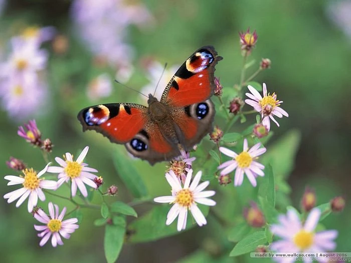 Beautiful Butterflies Photos   Butterfly On Flowers Wallpapers 27 ...