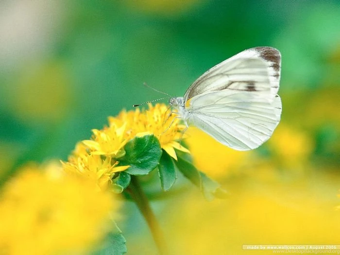 Beautiful Butterflies Photos   Butterfly On Flowers Wallpapers 6 ...