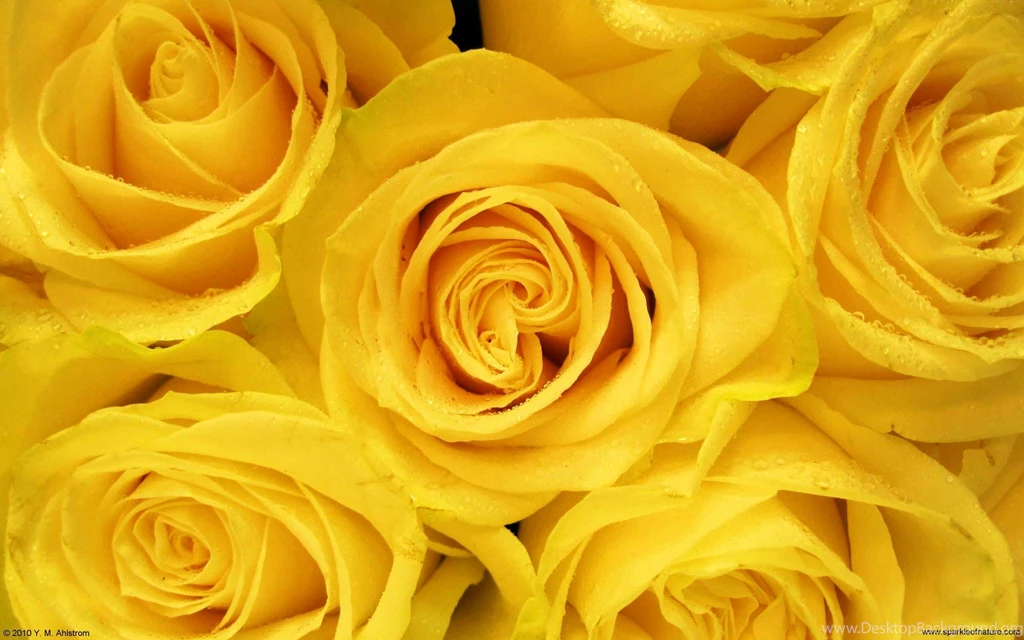 Yellow Roses Images