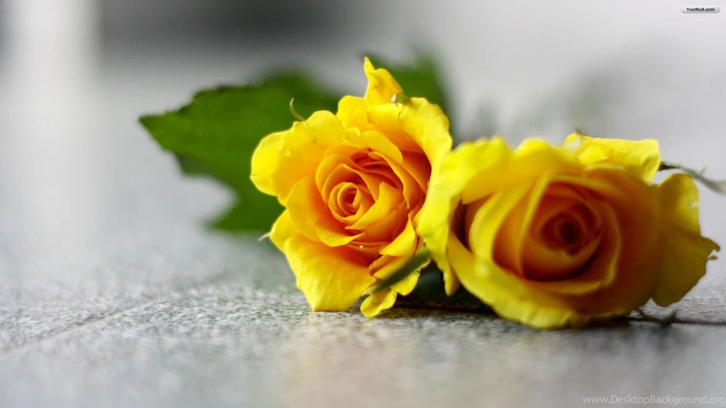 Yellow Roses Images