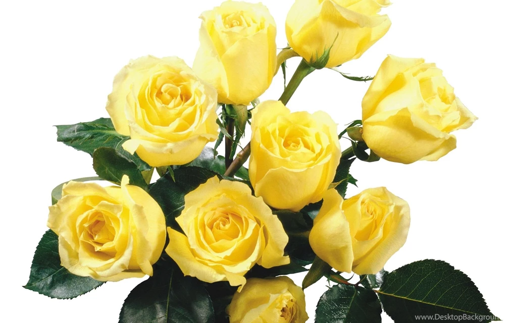 Yellow Rose Flower Wallpapers Wallpapers Cave
