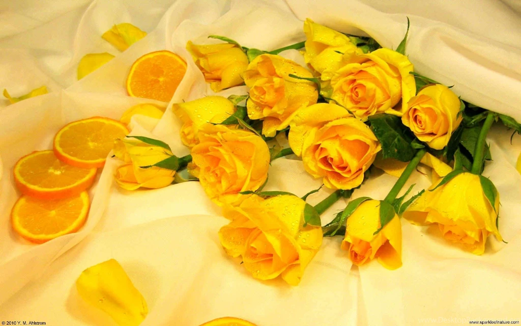 Yellow Roses Images