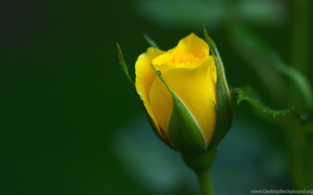 Yellow Roses Wallpapers HD (30)