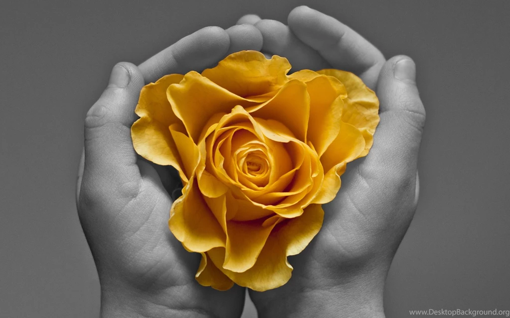 Yellow Roses Wallpapers HD (18)