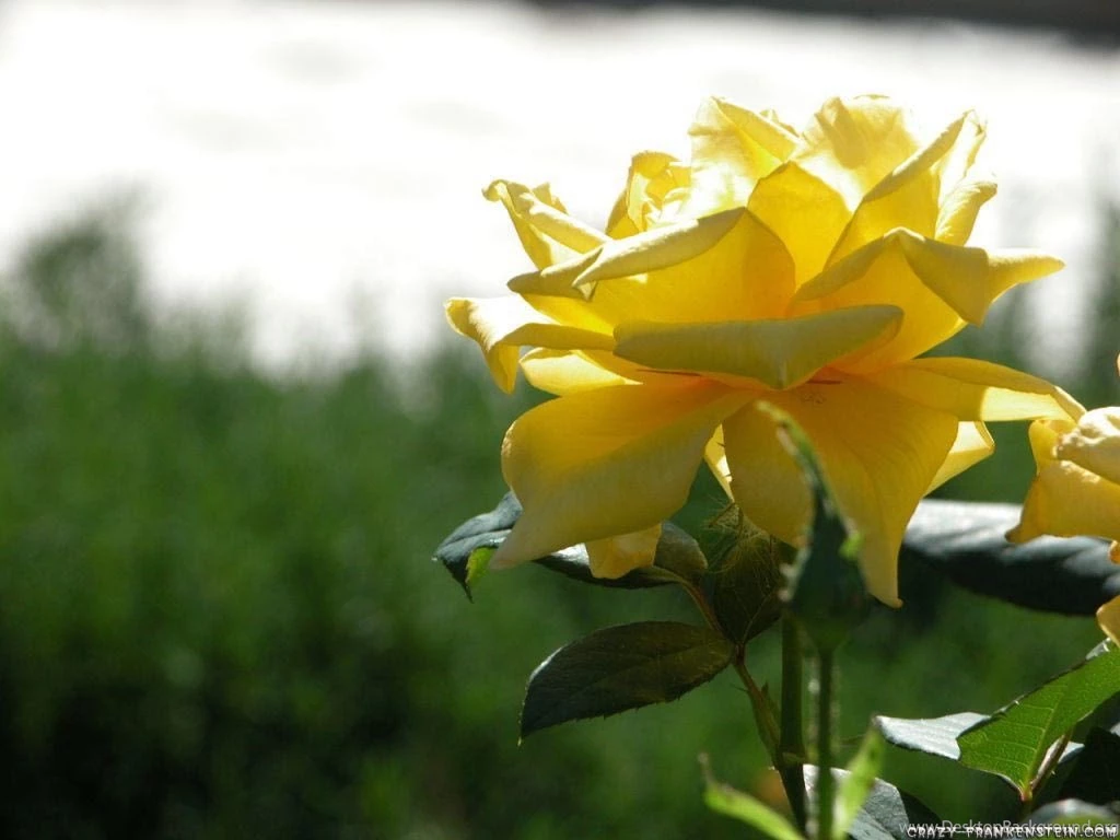 Yellow Roses Wallpapers Keywords HERE