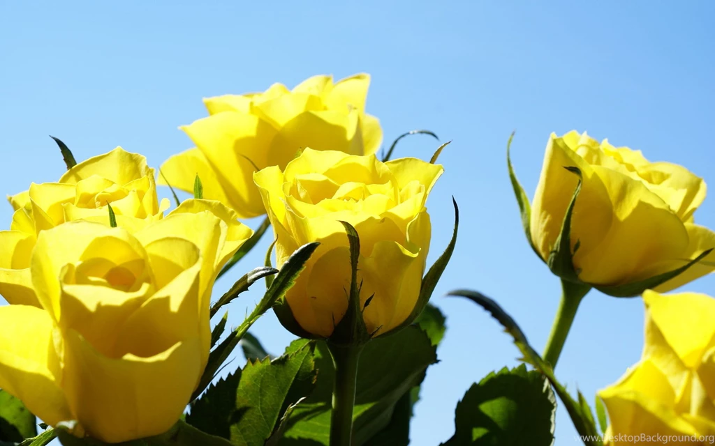 Yellow Roses Wallpapers