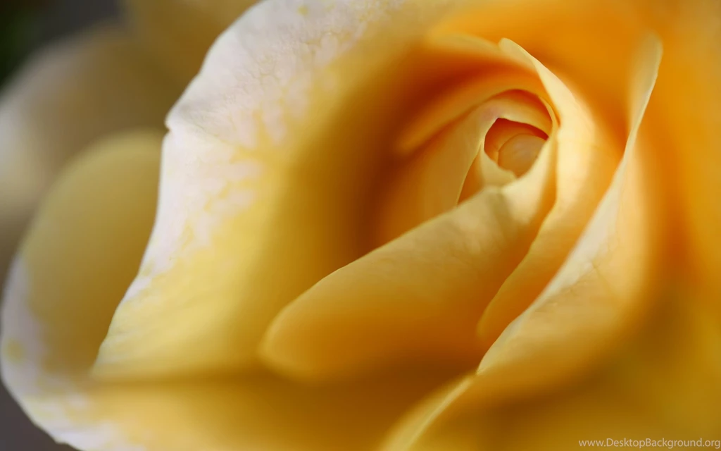 Yellow Roses Wallpapers HD (42)