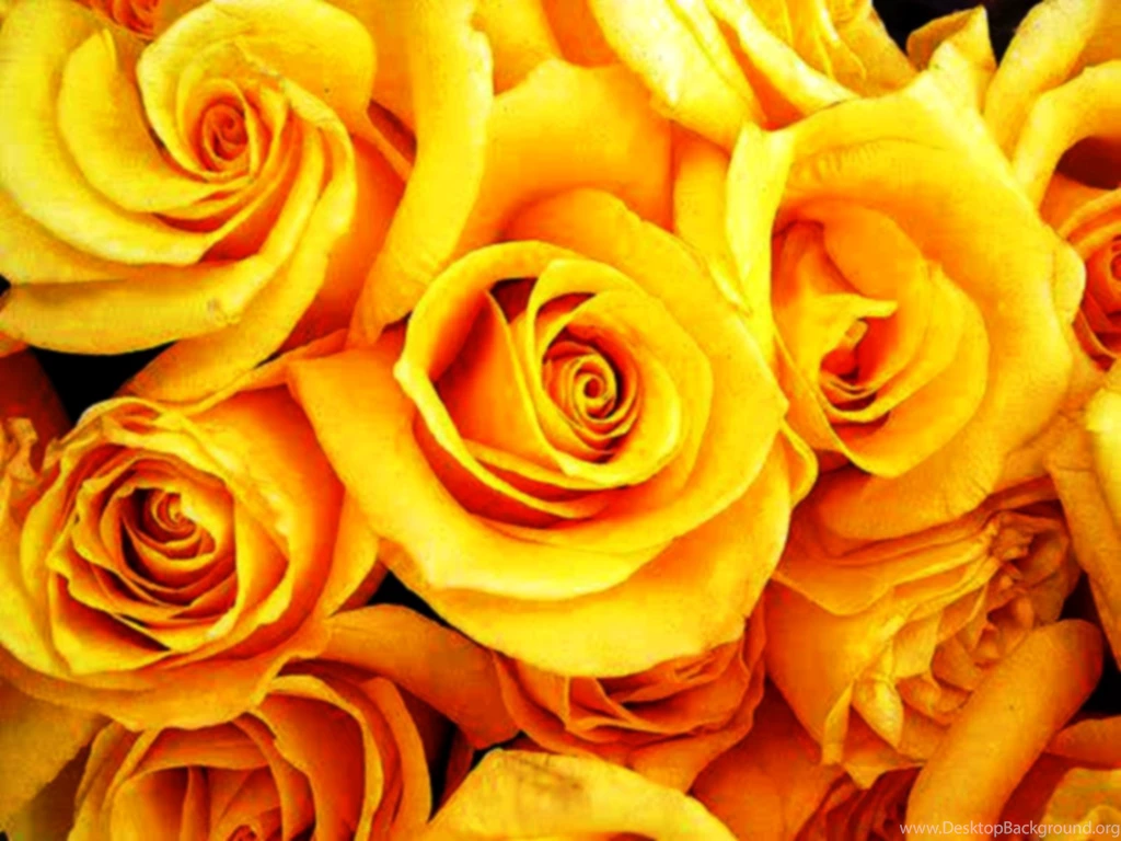 Beautiful Flowers Yellow Roses Wallpapers Free