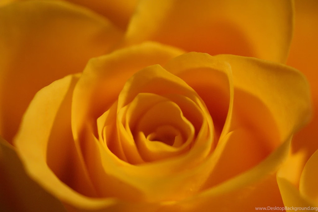 Bunch Yellow Roses