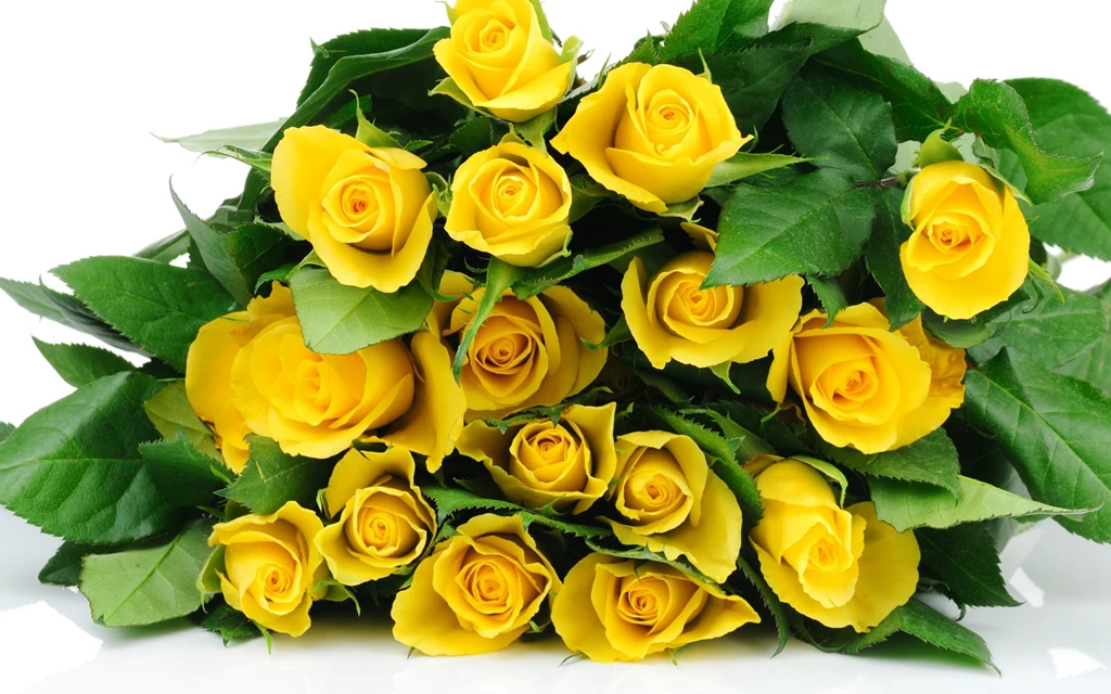 Yellow Roses Wallpapers And Images Wallpapers, Pictures, Photos