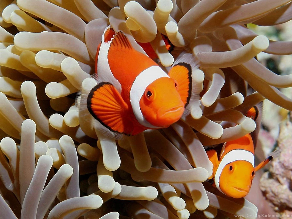 Clownfish Wallpapers Animals Town