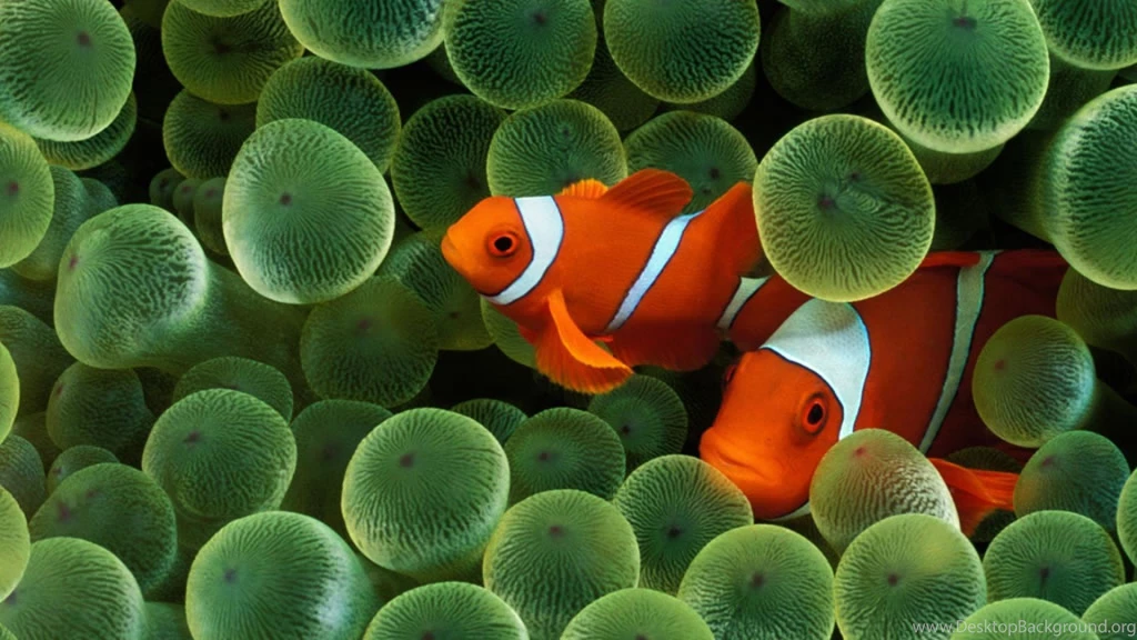Clown Fish Wallpapers Wallpaper.