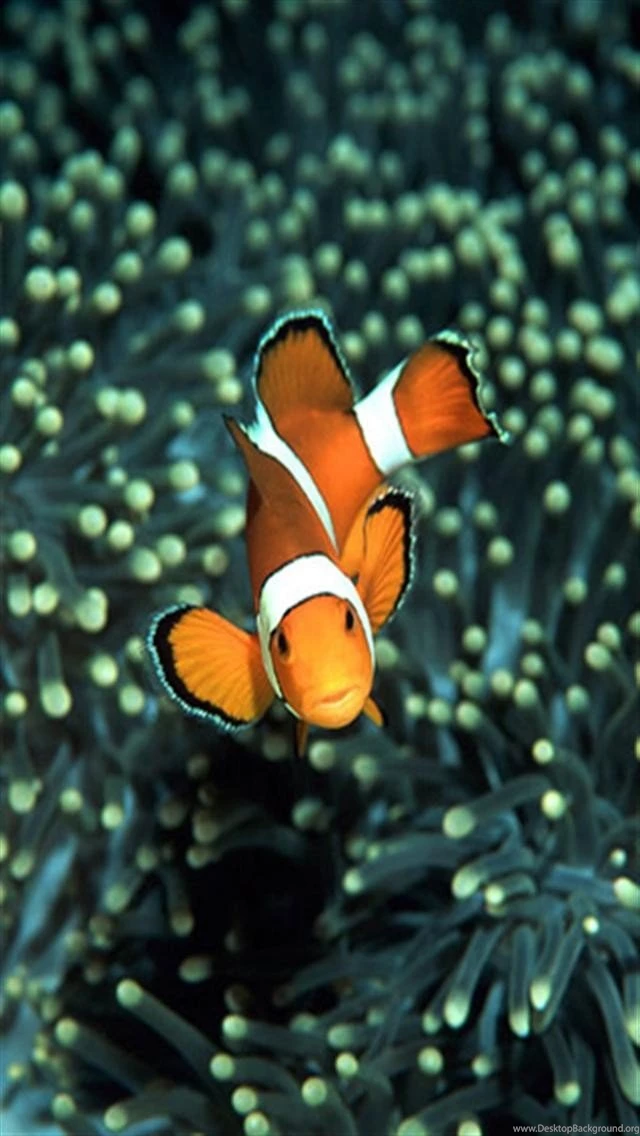 Clownfish Closeup Animal iPhone Wallpapers, iPhone 5(s)/4(s)/3G ...