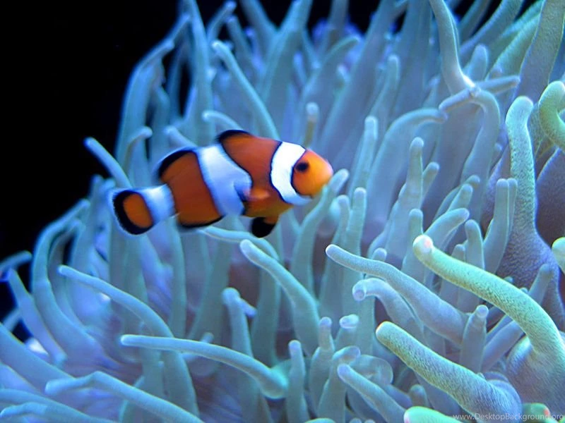Clown Fish White Anemone Wallpapers 800×600   Fish Wallpapers