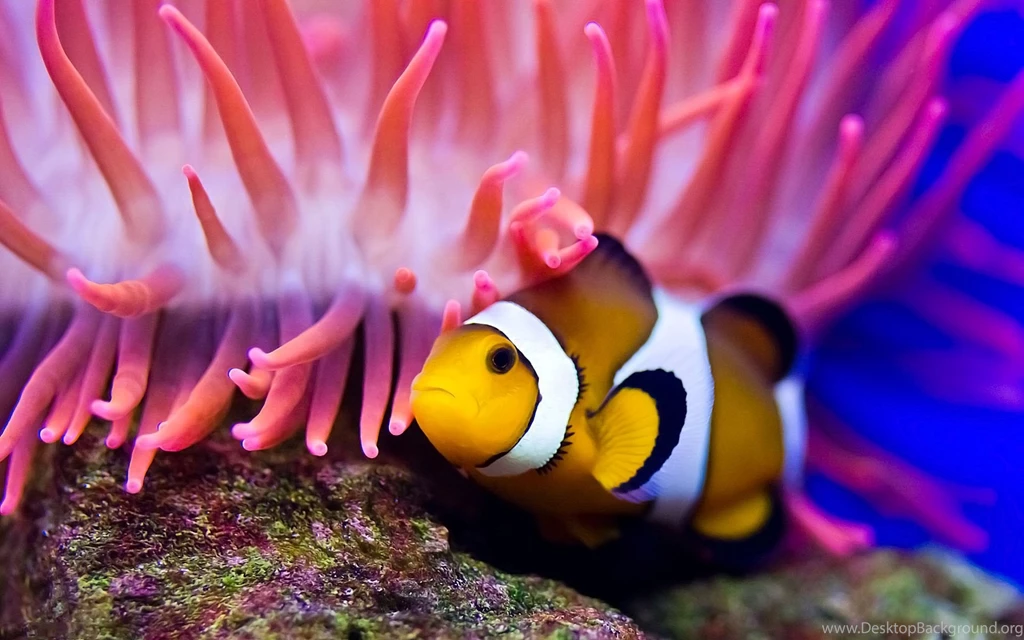 Fish HD Animal Wallpapers