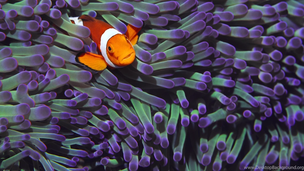 Clownfish Computer Wallpapers, Desktop Backgrounds