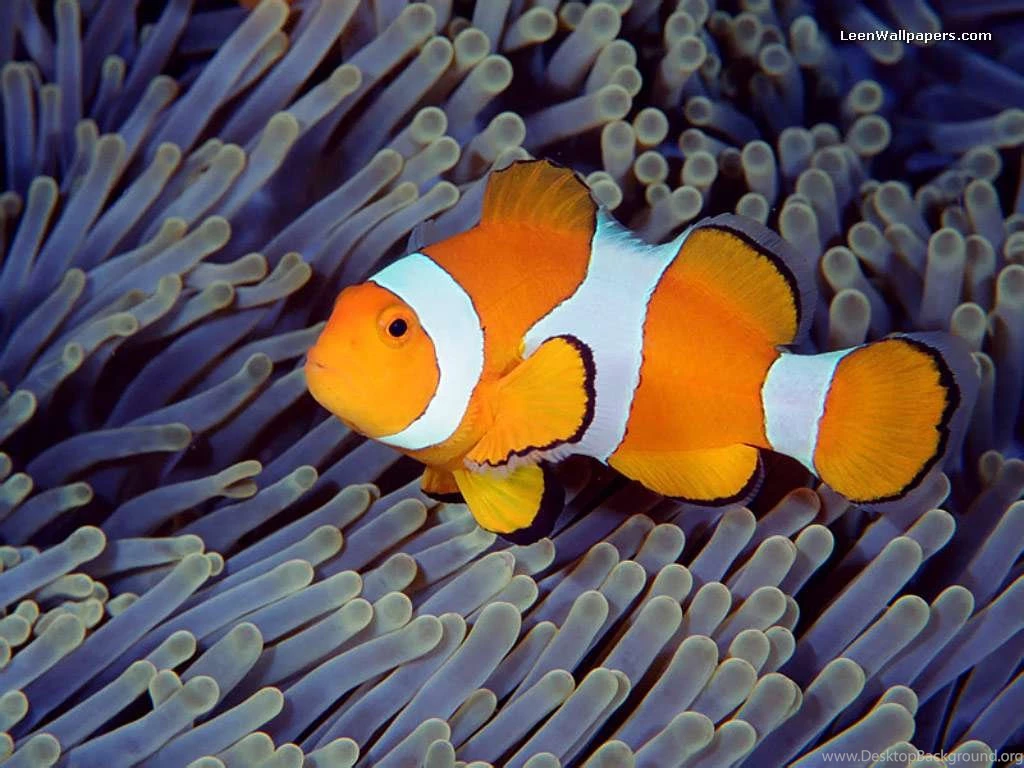 Clown Fish Backgrounds