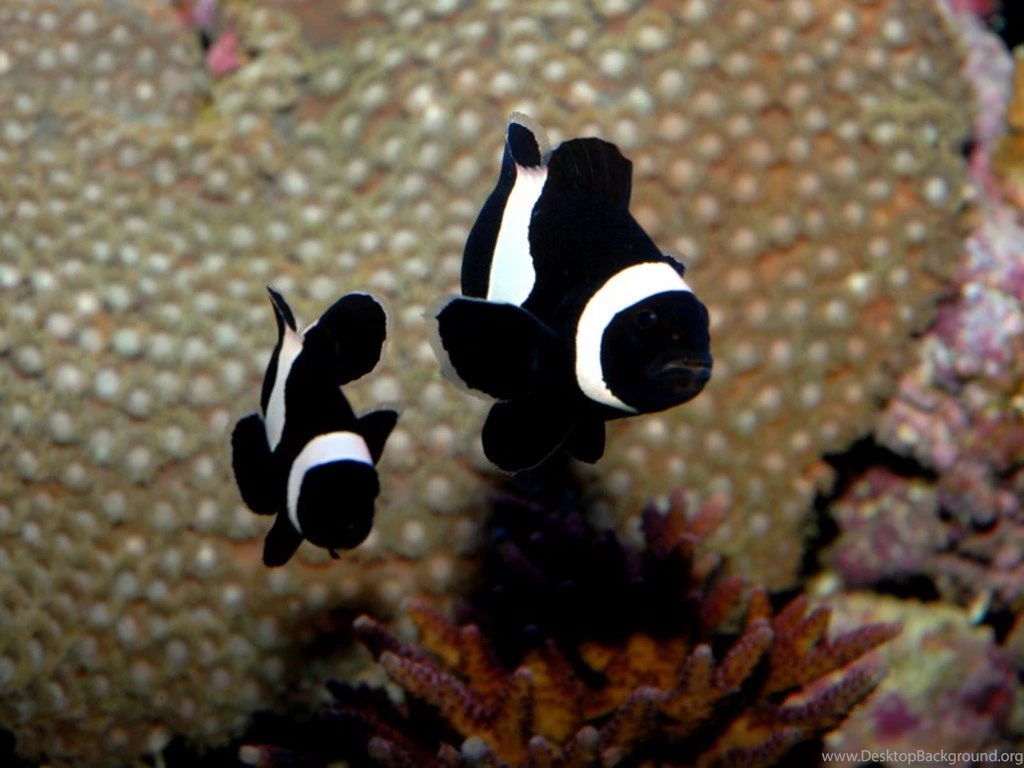 Caring The Clown Fish – Fayaz Aquarium