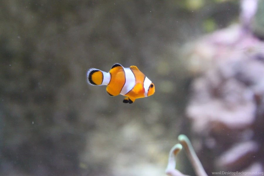 Baby Clown Fish Wallpaper.