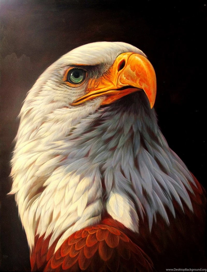 HD Cool Eagle Wallpapers For iPad And Tablet HiReWallpapers 6024
