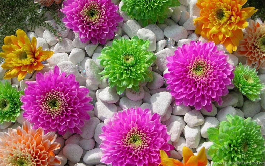 Colorful Flowers Wallpapers HD Images New
