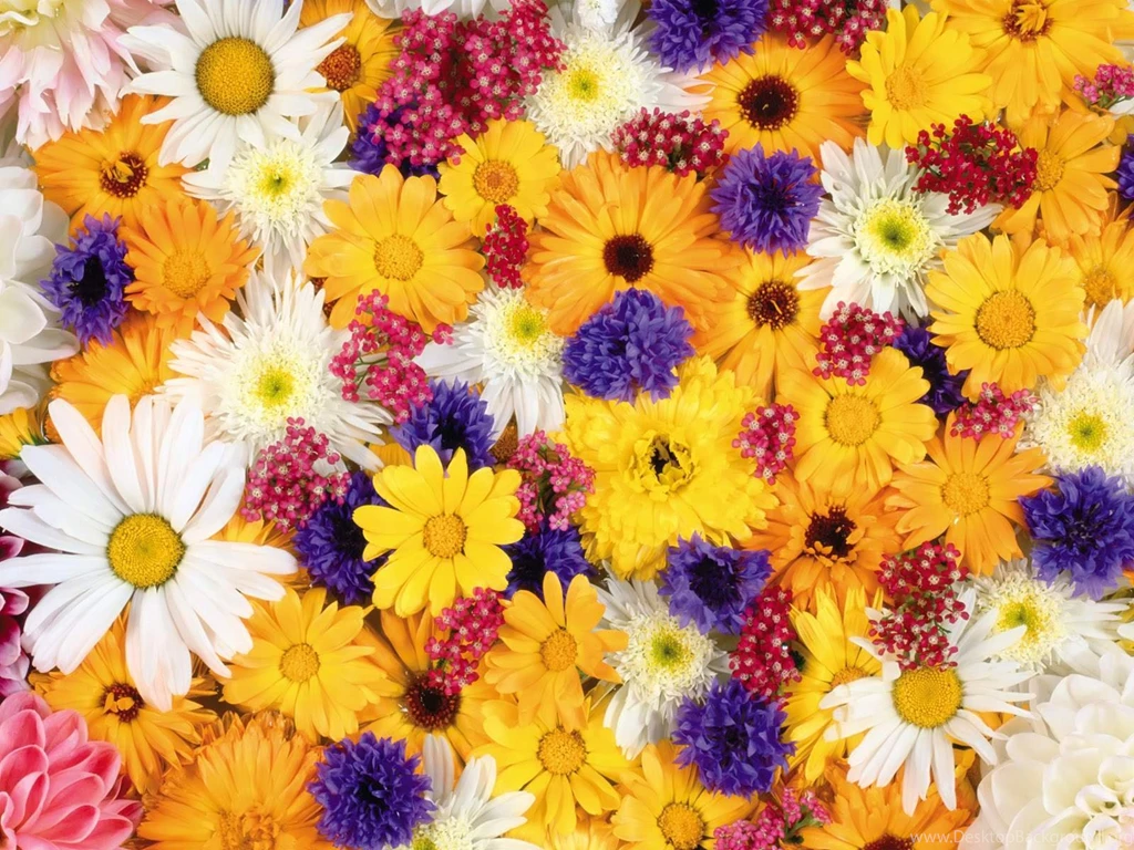 Colorful Flowers Wallpapers HD Images New