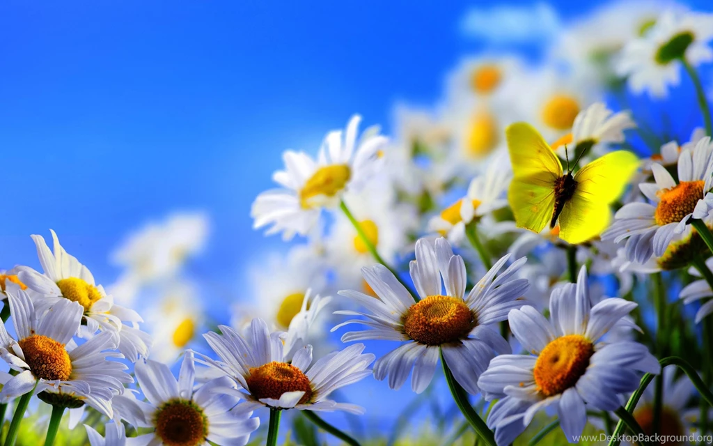 Colorful Flowers Wallpapers HD Images New