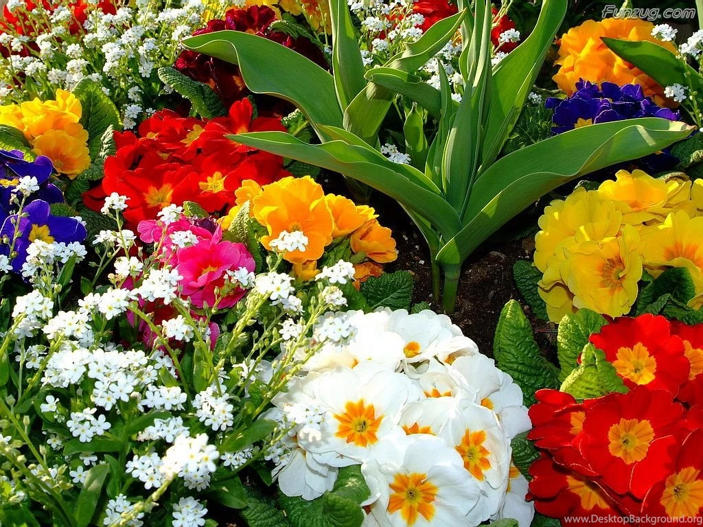 Beautiful Colorful Flowers Wallpapers
