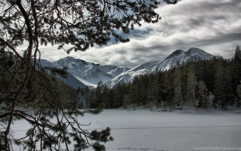 Snow Forest Winter, Tree, 1920x1200 HD Wallpapers And FREE Stock Photo