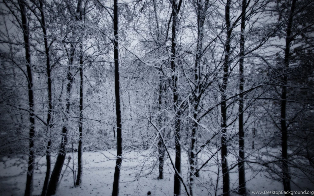 Snowy Forest Wallpapers