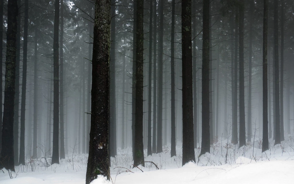 Dark Snowy Forest Wallpapers