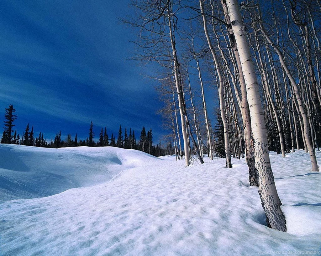 Snow Forest Wallpapers Wallpapers