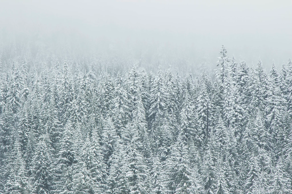 Winter Snow Forest Trees Scenes Wallpapers   Wallpapers Z