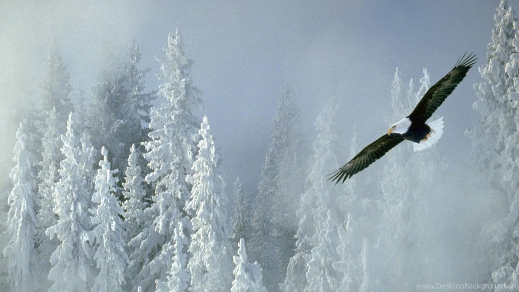 Eagle On The Snow Forest >> HD Wallpaper, Get It Now!