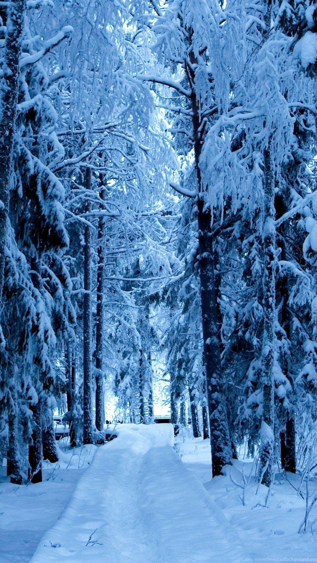 Snow Forest Blue Ice Android Wallpapers Free Download