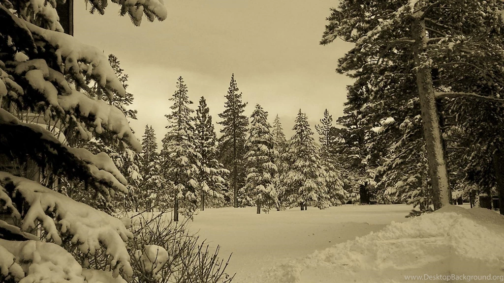 Snow Forest Wallpapers